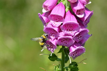 Hummel und Fingerhut © Thomas