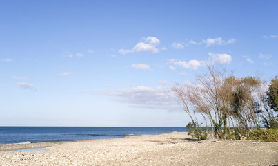 The edge of the forest by the seafront