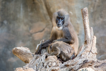 mandrillus leucophaeus sitting on an tree
