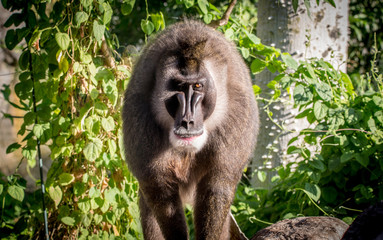 a male mandrillus leucophaeus with green background