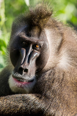 portrait of a male mandrillus leucophaeus