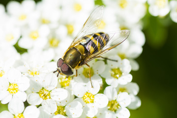 Schwebfliege auf Blüte