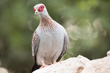  Portrait of a guinea Columba on green background