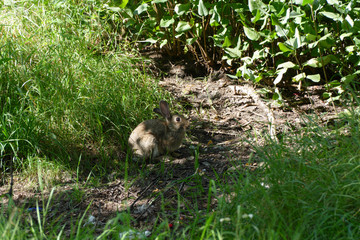 wild rabit
