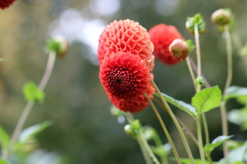 Obraz premium dahlia