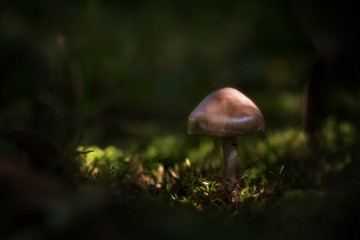Champignon
