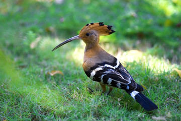 Bird on the grass in the tropics