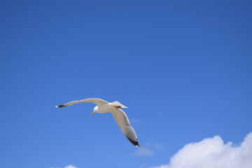 Möwe am blauen Himmel