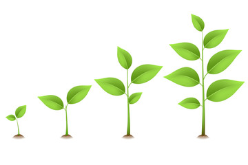 plant tree stages