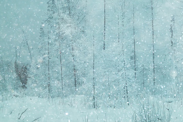 snowy winter landscape in the Christmas forest