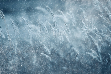 background with beautiful autumn grass