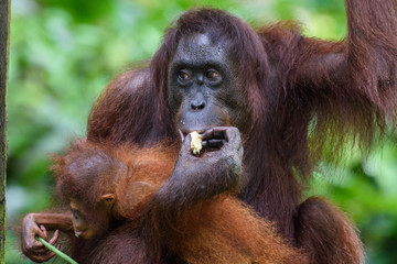 Orangutan