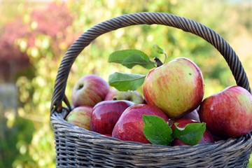Korb mit Äpfeln im Herbst