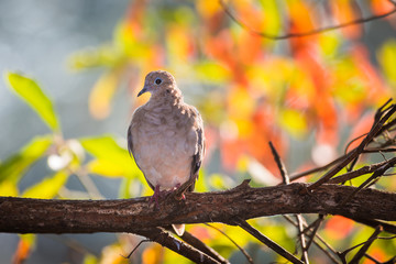 Mourning dove perched on a branch with fall leaves in background