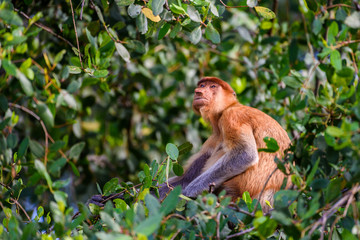 Proboscis monkey