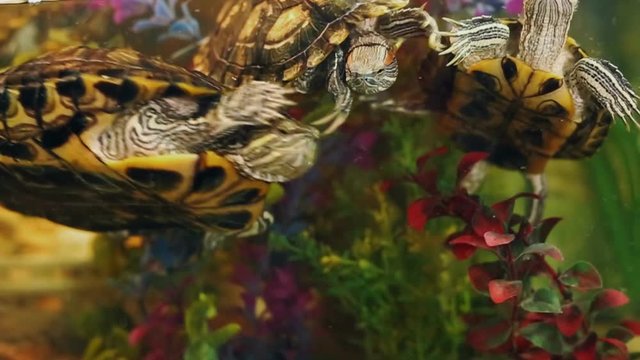 Close up HD footage of a Red-Eared Slider, a common pet turtle in front of a pond.