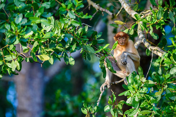 Proboscis monkey