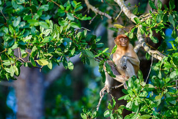 Proboscis monkey