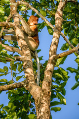 Proboscis monkey