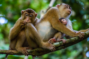 Macaque
