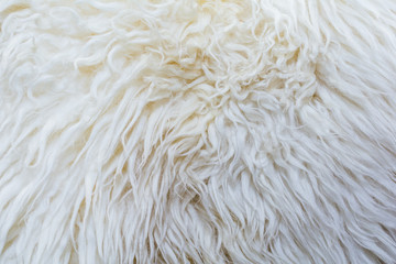 Close up of sheep fur