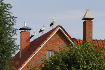 Weißstörche auf einem Hausdach