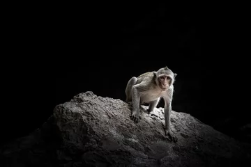 Crédence de cuisine en verre imprimé Singe Macaque singe assis sur le rocher dans la grotte