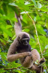 Gibbon