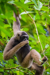 Gibbon