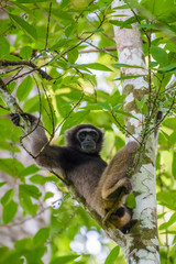 Gibbon