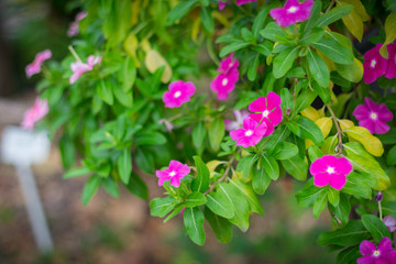 Catharanthus Roseus Flower or Rosy Periwinkle in the garden