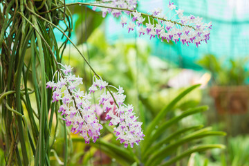 orchid flowers with leaves in flower garden