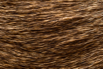 Close up of deer hair