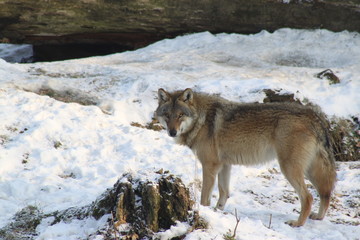 Wolf im Schnee