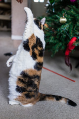 Calico cat standing up on hind legs for treat from hand
