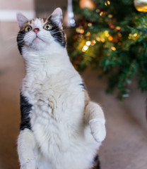 Obraz premium Calico cat standing up on hind legs for treat