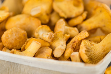 Chanterelles close-up shot, selective focus
