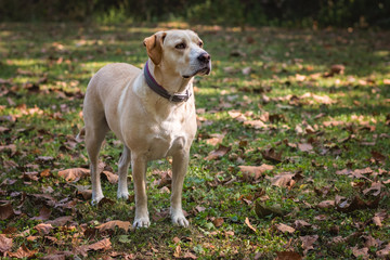Yellow labrador mixed breed dog portrait