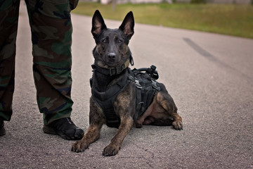 Dutch Shepherd police dog