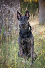 Naklejka premium Dutch Shepherd dog