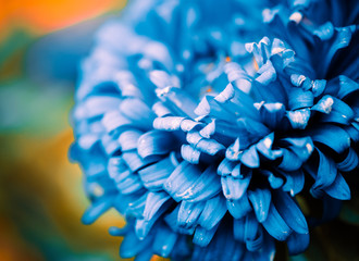 blue flower bud closeup
