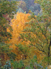 Fall Colors in Blue Ridge Mountains Virginia