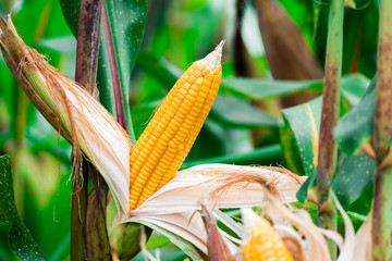 Ripe, yellow ear of sweet corn on the field. Collect corn crop.