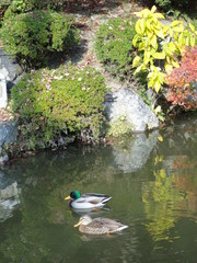 Ducks swimming in lake