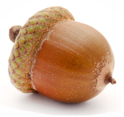 Closeup of acorn © Swapan