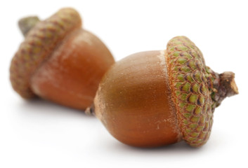 Closeup of acorn © Swapan