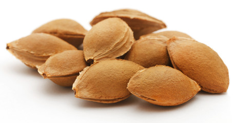 Seeds of apricot