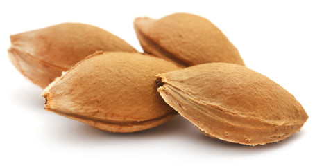 Seeds of apricot