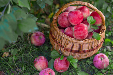 Ripe apples in basket in autumn garden.Top view.