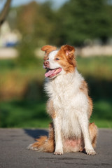 red and white border collie dog sitting outdoors